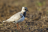 Image. Northern Lapwing
