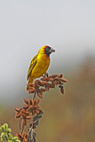Image. Northern Masked Weaver