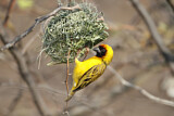Image. Northern Masked Weaver