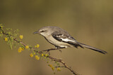 Image. Northern Mockingbird