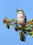 Image. Northern Mockingbird