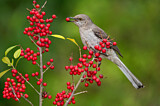Image. Northern Mockingbird