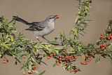 Image. Northern Mockingbird