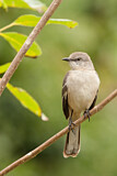 Image. Northern Mockingbird