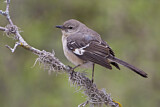 Image. Northern Mockingbird