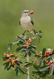 Image. Northern Mockingbird