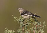 Image. Northern Mockingbird