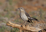 Image. Northern Mockingbird
