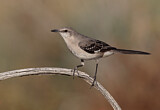 Image. Northern Mockingbird