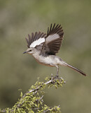 Image. Northern Mockingbird