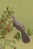 Image. Northern Mockingbird