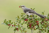 Image. Northern Mockingbird