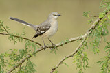 Image. Northern Mockingbird