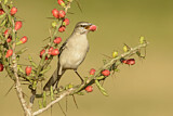 Image. Northern Mockingbird