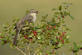 Image. Northern Mockingbird