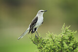 Image. Northern Mockingbird