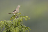 Image. Northern Mockingbird