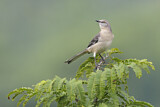 Image. Northern Mockingbird