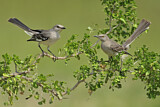 Image. Northern Mockingbird