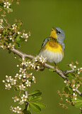 Image. Northern Parula