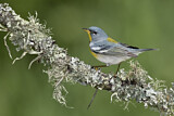 Image. Northern Parula