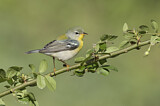 Image. Northern Parula