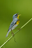 Image. Northern Parula