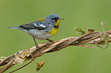Image. Northern Parula