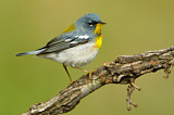 Image. Northern Parula