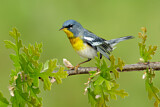 Image. Northern Parula