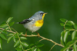 Image. Northern Parula