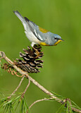 Image. Northern Parula