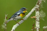 Image. Northern Parula