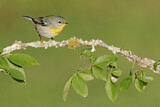 Image. Northern Parula
