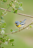 Image. Northern Parula
