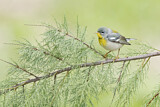 Image. Northern Parula