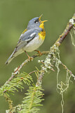Image. Northern Parula
