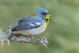 Image. Northern Parula