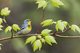 Image. Northern Parula