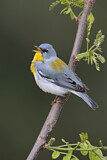 Image. Northern Parula
