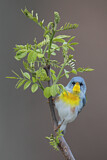 Image. Northern Parula