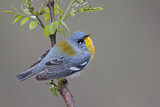 Image. Northern Parula
