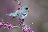 Image. Northern Parula