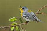 Image. Northern Parula