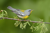 Image. Northern Parula
