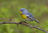 Image. Northern Parula