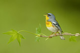 Image. Northern Parula
