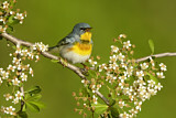 Image. Northern Parula