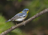 Image. Northern Parula