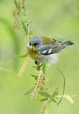 Image. Northern Parula